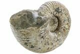Bumpy Ammonite (Douvilleiceras) Fossil - Giant Specimen! #232621-2